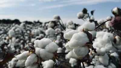 Image for Raw Cotton
