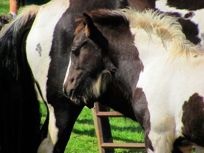 Image for Horses: live, pure-bred breeding animals