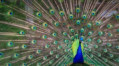 Image for Feather/Down Stuffing