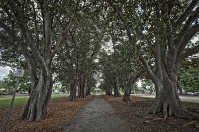 Image for Other live plants